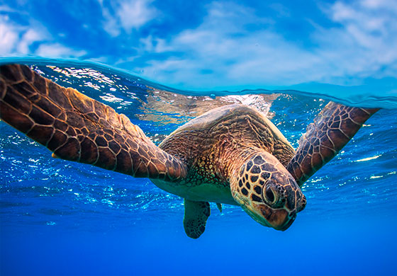 Ayuda a una tortuga marina